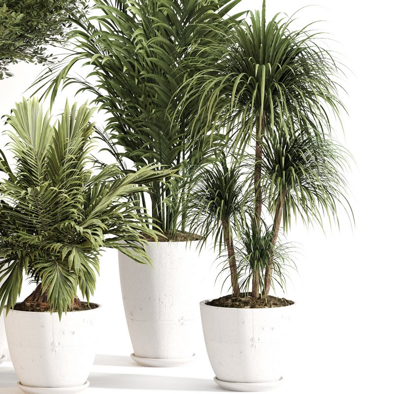 Indoor Plant Set 0144 - Image 2