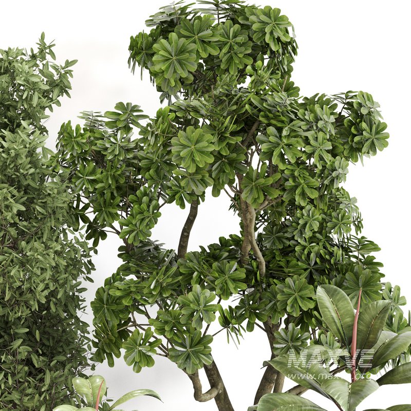 Indoor Plant Set 0141 - Image 2