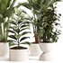 Indoor Plant Set 0143 - Thumbnail 2