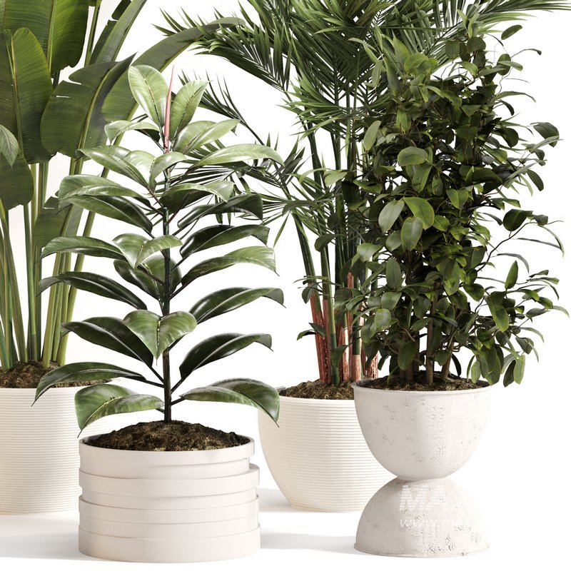 Indoor Plant Set 0143 - Image 2