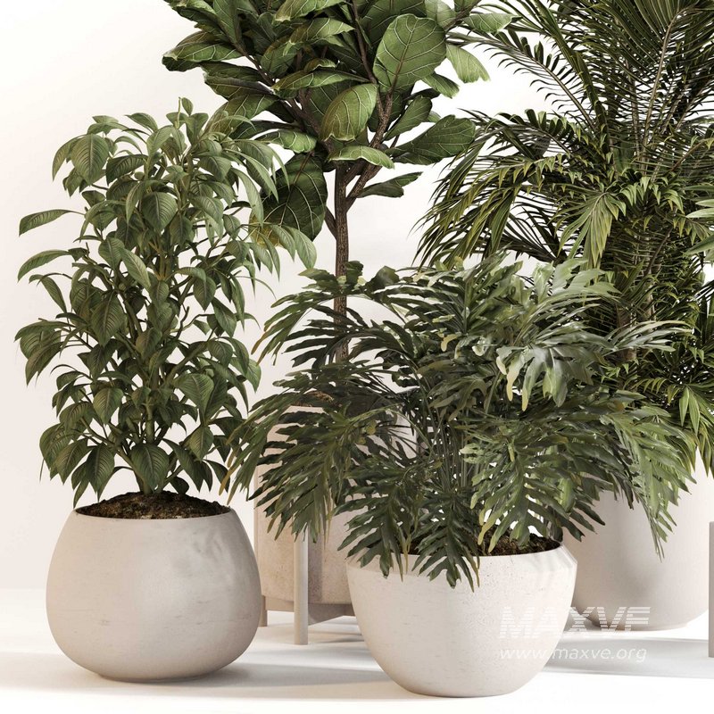 Indoor Plant Set 0145 - Image 2