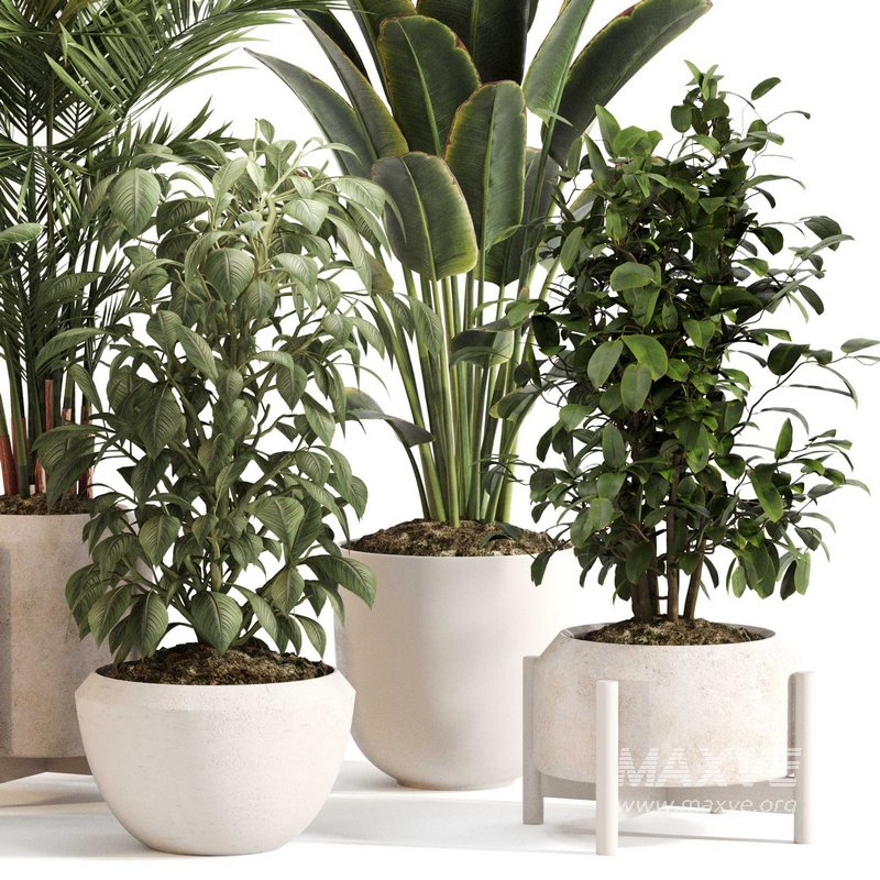 Indoor Plant Set 0147 - Image 2