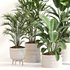Indoor Plant Set 0146 - Thumbnail 2