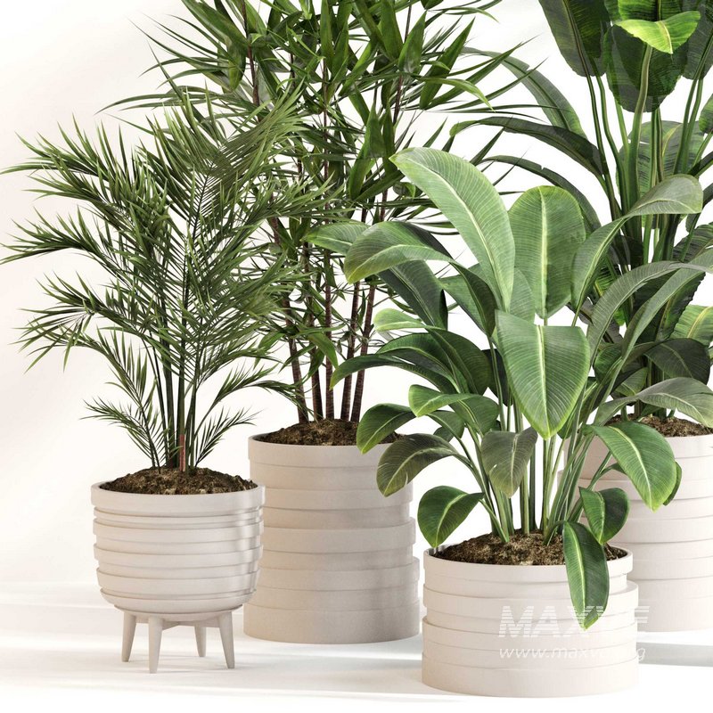Indoor Plant Set 0146 - Image 2