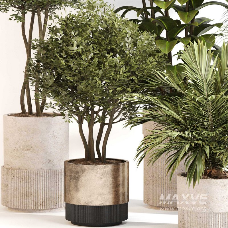 Indoor Plant Set 0109 - Image 3