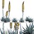 Agave Blue Flame - Thumbnail 1