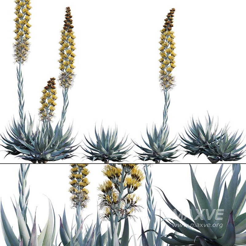 Agave Blue Flame - Image 1