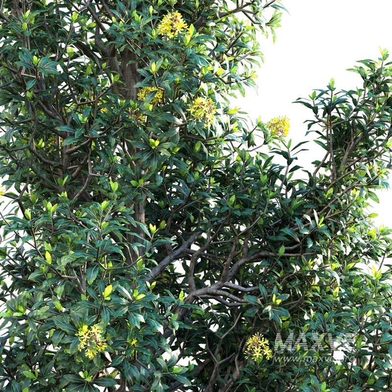 Lemonwood Tree – Pittosporum eugenioides - Image 4