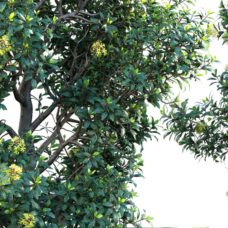 Lemonwood Tree – Pittosporum eugenioides - Image 3