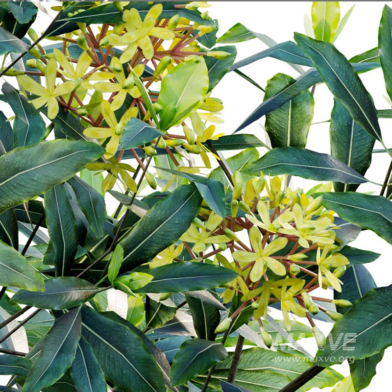 Lemonwood Tree – Pittosporum eugenioides - Image 2