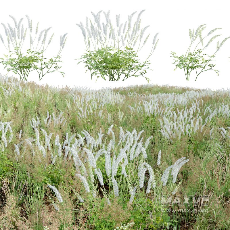 Actaea matsumurae – White Pearl - Image 1