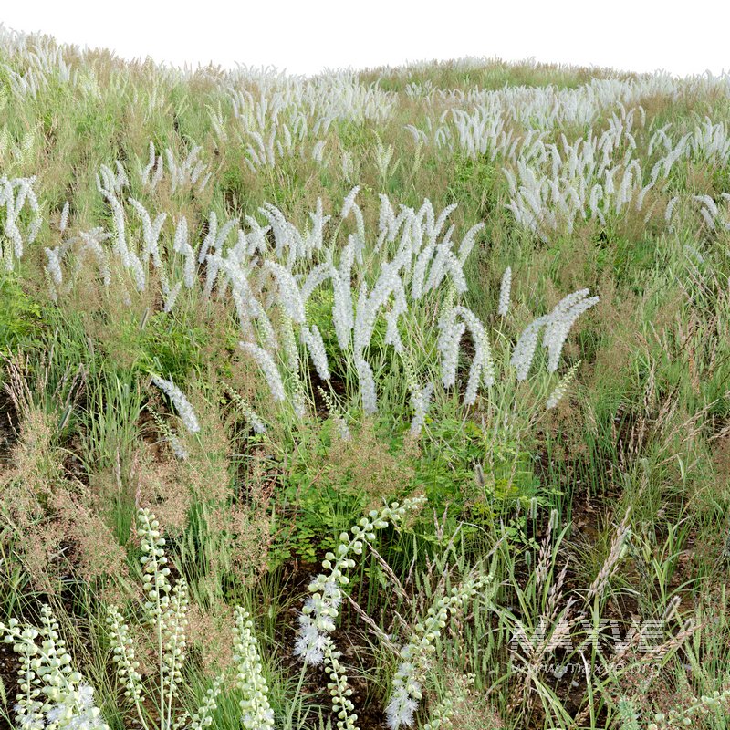 Actaea matsumurae – White Pearl - Image 3
