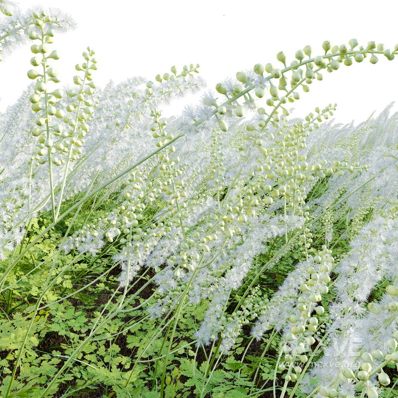 Actaea matsumurae – White Pearl - Image 4