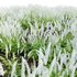 Actaea matsumurae – White Pearl - Thumbnail 5