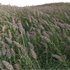 Arundo donax – Giant Reed – Spanish Reed 02 - Thumbnail 2