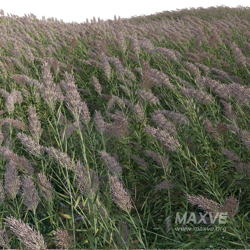 Arundo donax – Giant Reed – Spanish Reed 02 - Image 2