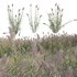 Arundo donax – Giant Reed – Spanish Reed 02 - Thumbnail 1
