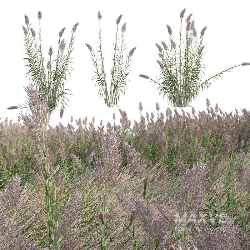 Arundo donax – Giant Reed – Spanish Reed 02 - Image 1