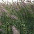 Arundo donax – Giant Reed – Spanish Reed 01 - Thumbnail 3