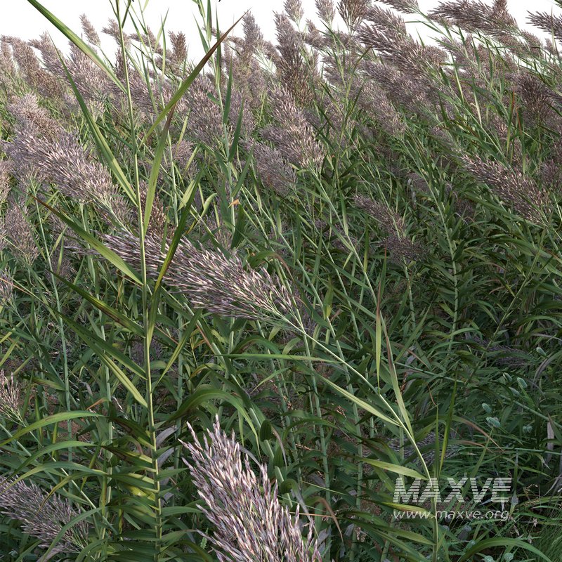 Arundo donax – Giant Reed – Spanish Reed 01 - Image 3