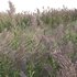 Arundo donax – Giant Reed – Spanish Reed 01 - Thumbnail 4