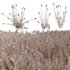 Arundo donax – Giant Reed – Spanish Reed 03 - Thumbnail 1
