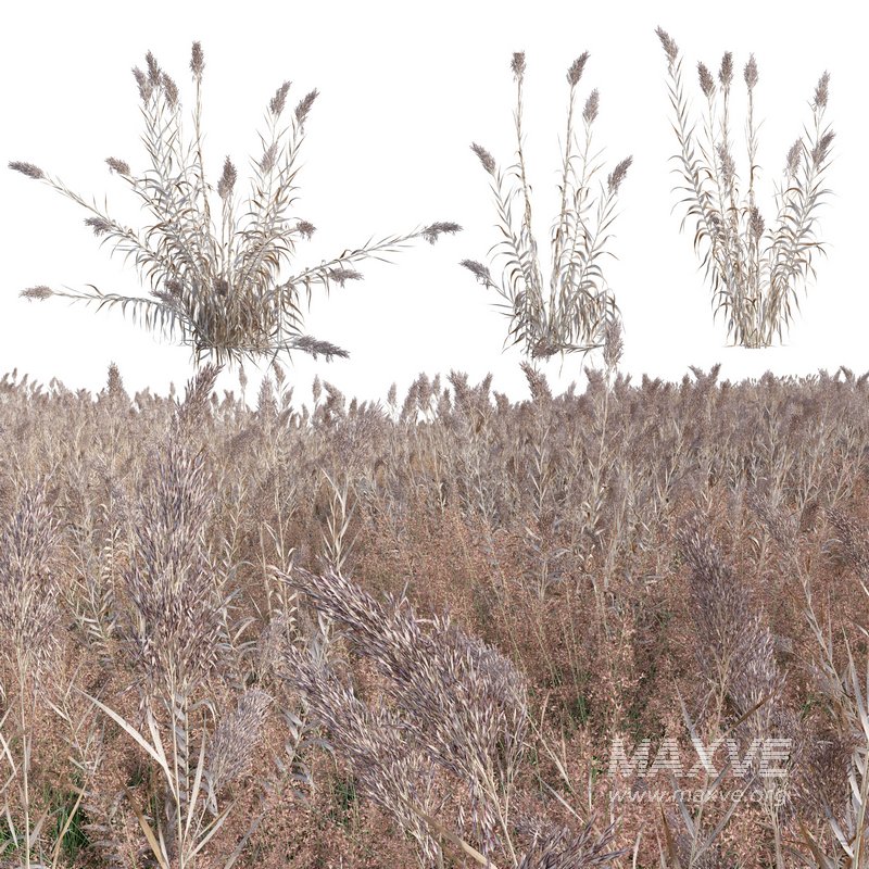 Arundo donax – Giant Reed – Spanish Reed 03 - Image 1