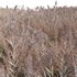 Arundo donax – Giant Reed – Spanish Reed 03 - Thumbnail 2