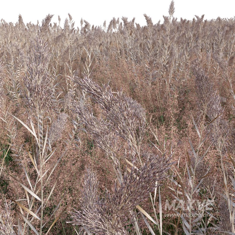 Arundo donax – Giant Reed – Spanish Reed 03 - Image 2