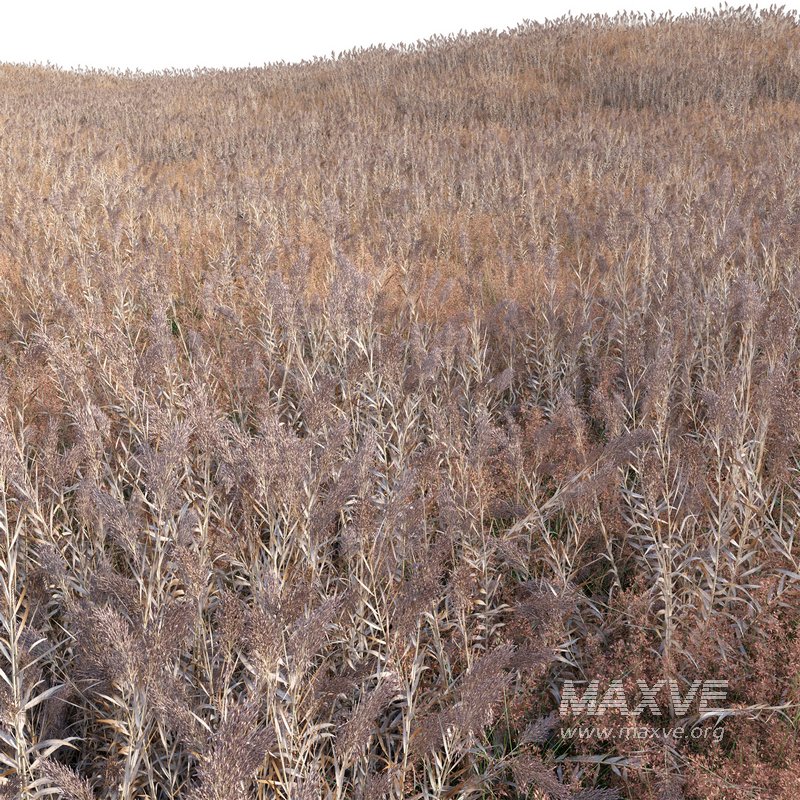 Arundo donax – Giant Reed – Spanish Reed 03 - Image 3