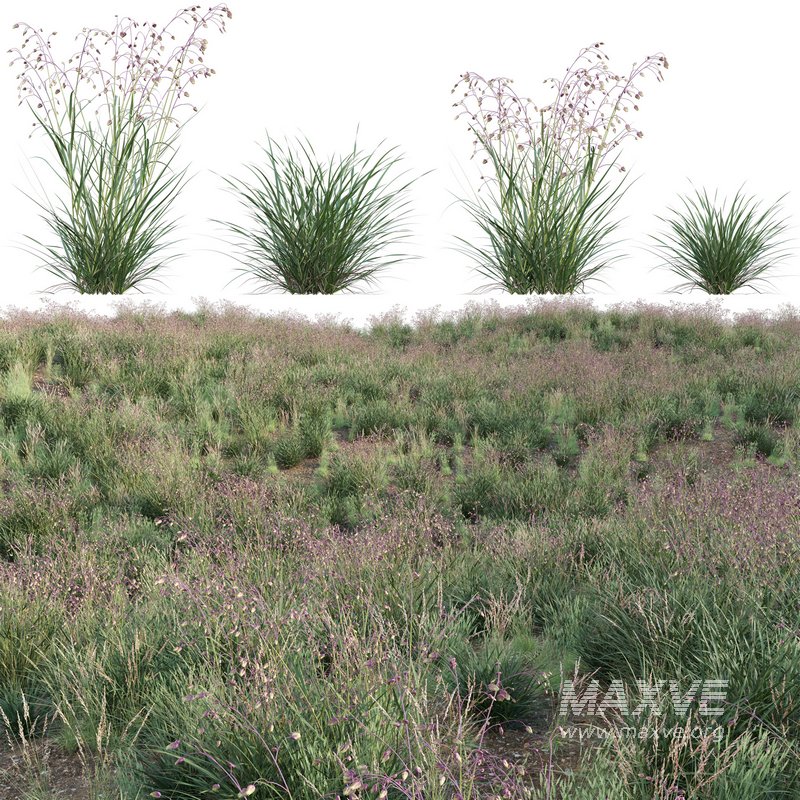 Briza media – Quaking Grass 02 - Image 1