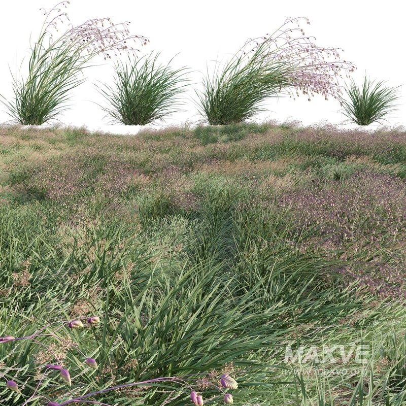 Briza media – Quaking Grass 02 - Image 1