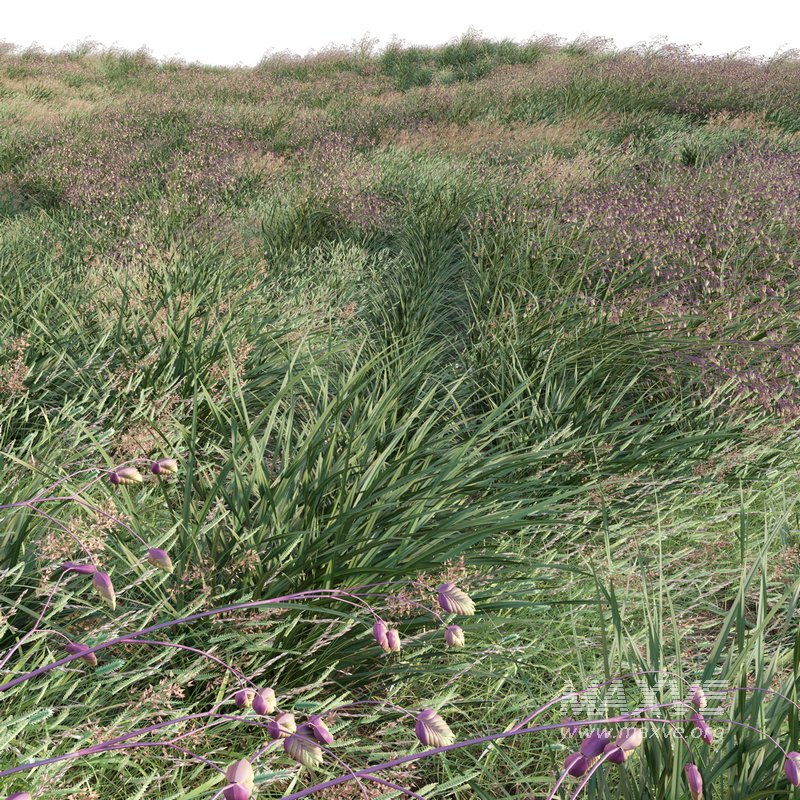 Briza media – Quaking Grass 01 - Image 2