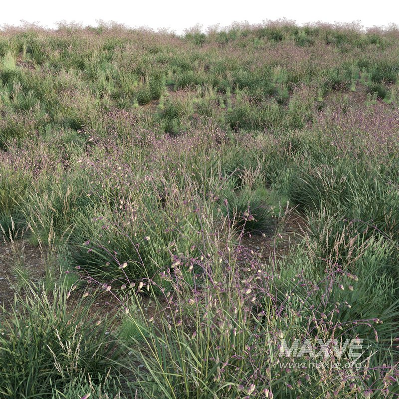 Briza media – Quaking Grass 01 - Image 3