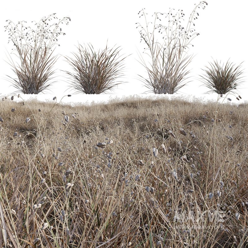 Briza media – Quaking Grass 04 - Image 1