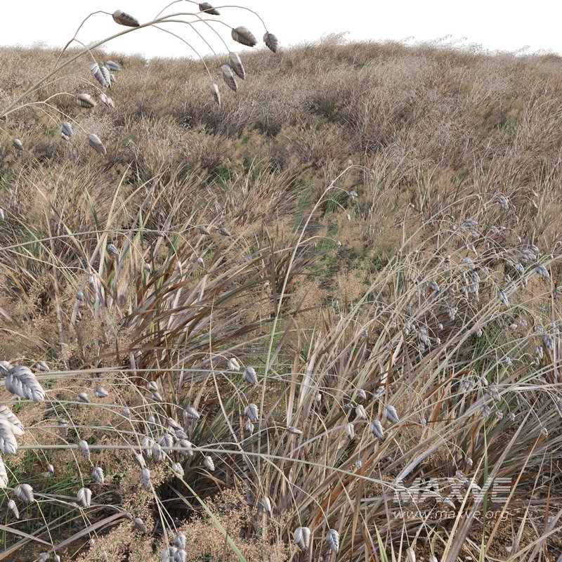 Briza media – Quaking Grass 04 - Image 2