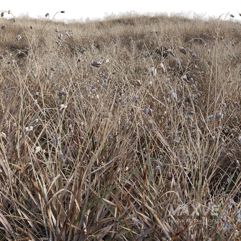 Briza media – Quaking Grass 04 - Image 3