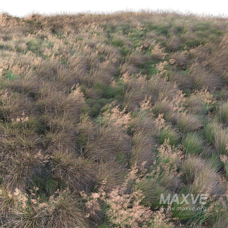 Chionochloa rubra – Red Tussock Grass - Image 2