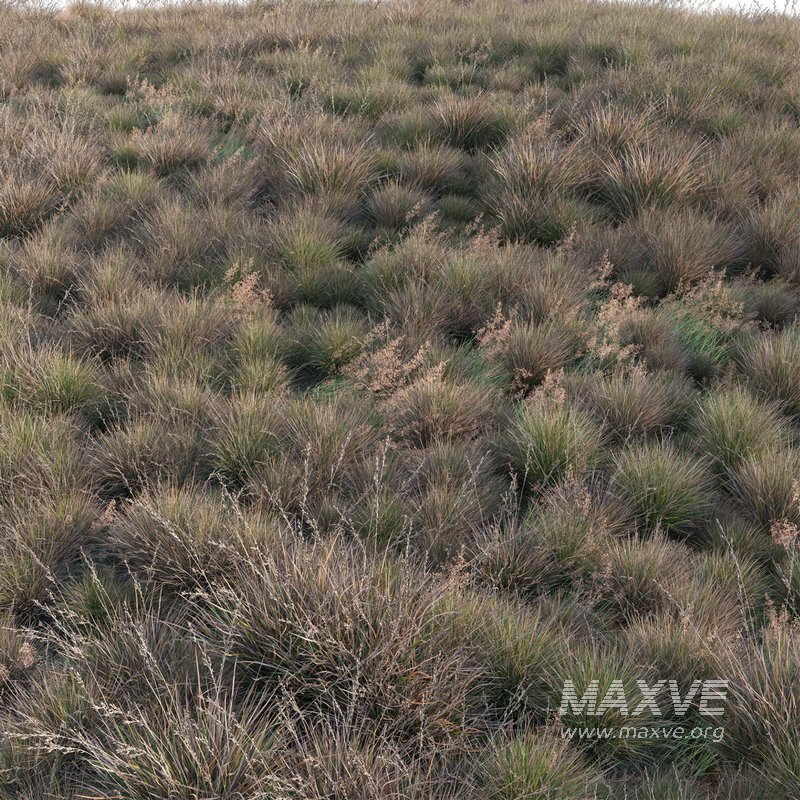 Chionochloa rubra – Red Tussock Grass 02 - Image 3