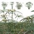 Cyperus involucratus – Umbrella Plant - Thumbnail 1