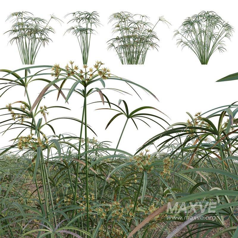 Cyperus involucratus – Umbrella Plant - Image 1