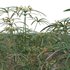 Cyperus involucratus – Umbrella Plant - Thumbnail 2