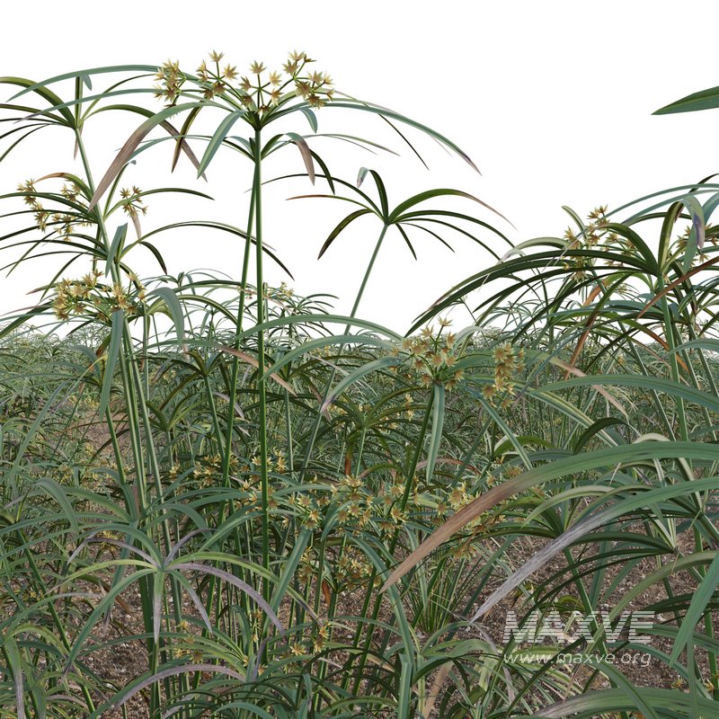 Cyperus involucratus – Umbrella Plant - Image 2