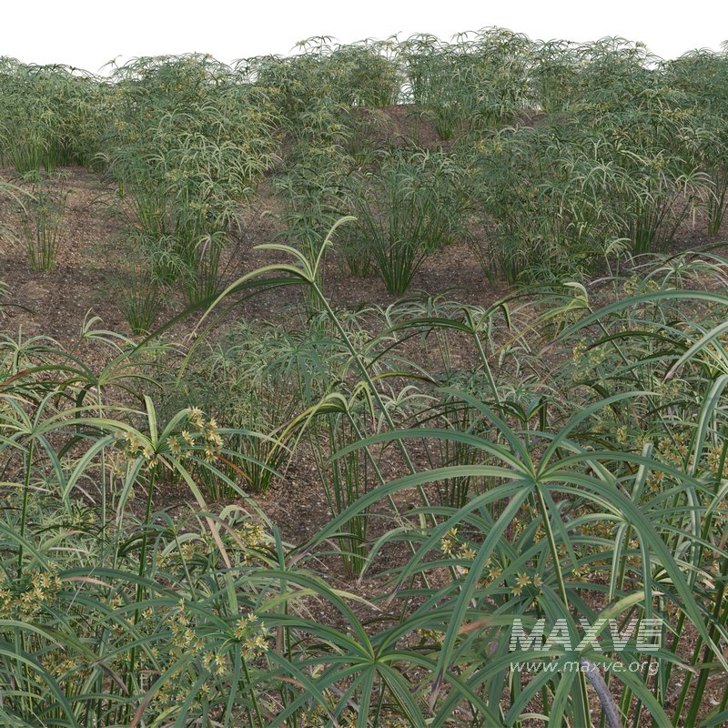 Cyperus involucratus – Umbrella Plant - Image 3