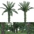 Elaeis guineensis – African oil palm 03 - Thumbnail 1