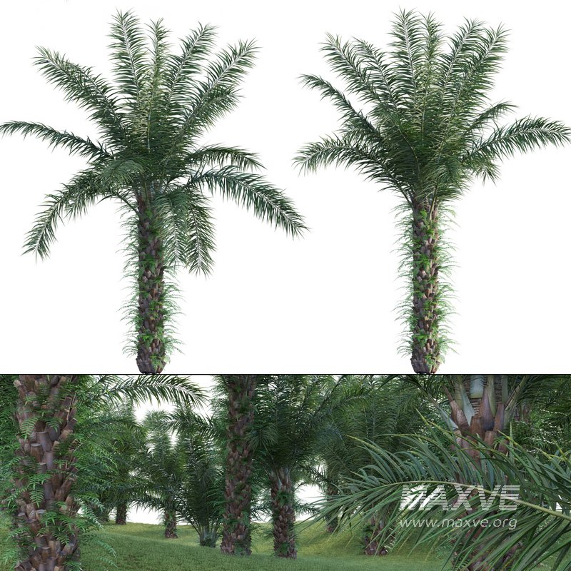 Elaeis guineensis – African oil palm 03 - Image 1