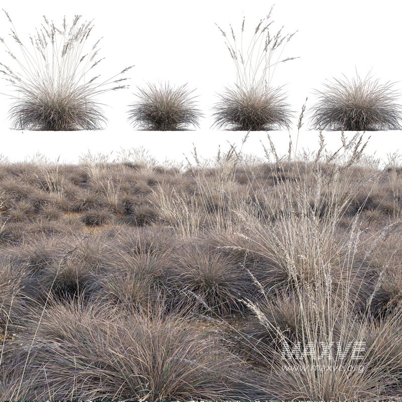 Helictotrichon sempervirens – Blue Oat Grass 02 - Image 1