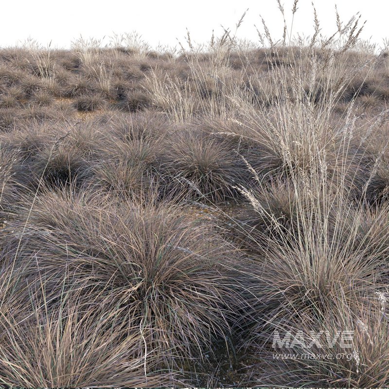 Helictotrichon sempervirens – Blue Oat Grass 02 - Image 2