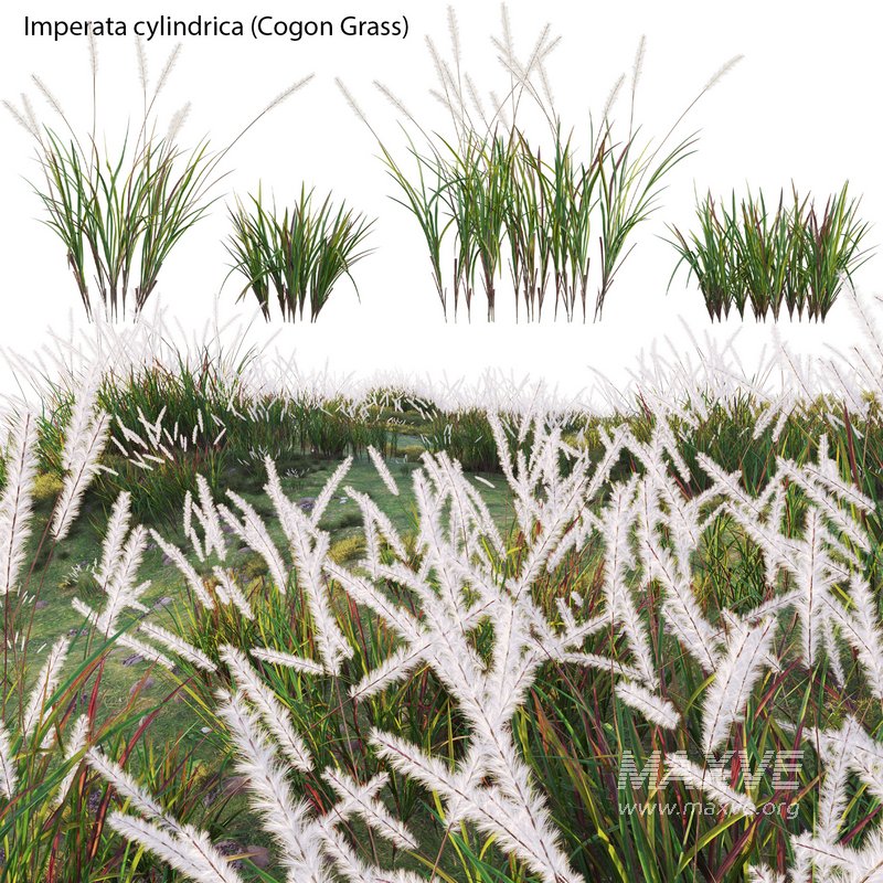 Imperata cylindrica – Cogon Grass - Image 1