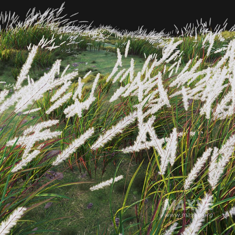 Imperata cylindrica – Cogon Grass - Image 4